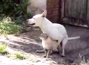 White dog is the main star of this stunning zoophilic video