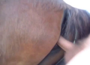 Amazing horse is having fucking enjoyment from behind