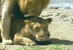 Lioness gets her crack fucked by a big lion