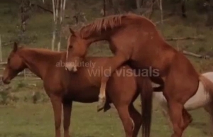 Pair of horny brown horses are having outdoors sex