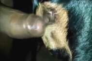 Busty animal xxx