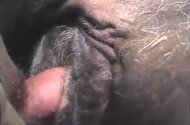 Fisting animal porn
