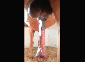 This stallion has an incredibly fuckable body in this XXX action