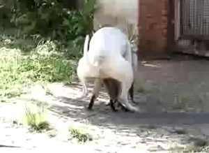 White dog is the main star of this stunning zoophilic video