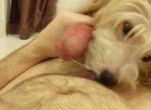 White little doggy is sucking a zoophile's hard sausage