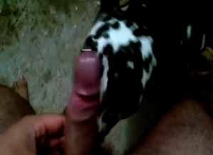 Pierced cock sucked good by a trained doggy