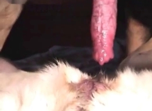 Outstanding bestiality action for a pupper with high libido