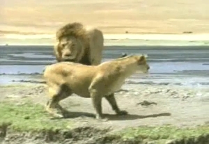 Lioness gets her crack fucked by a big lion