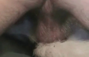Sexy Husky is getting fucked in the doggy style