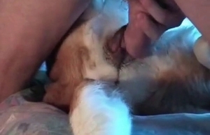 The moist pussy of a doggie gets banged hard