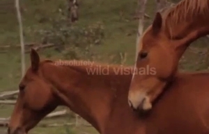 Pair of horny brown horses are having outdoors sex