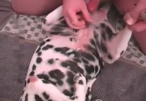 Dude fuck-punishing this Dalmatian