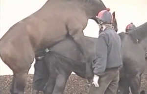 Mare's pussy fucked by a stallion