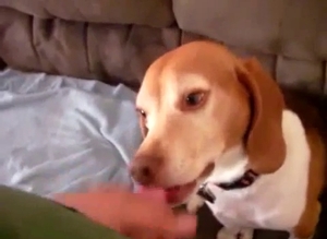 Dude jerking off to seduce his dog