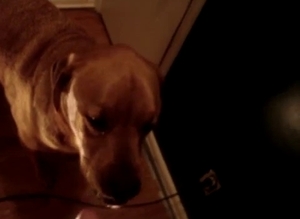 Kinky pooch getting face-fucked