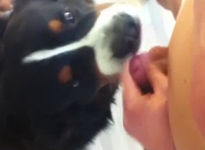 Goofy-looking dog sucking a cock in POV