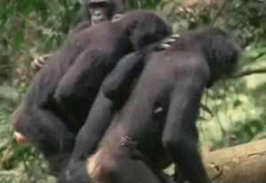 Wild ass to ass sex of two black monkeys