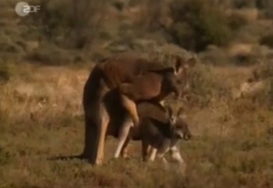 Two kangaroos having wild sex in desert