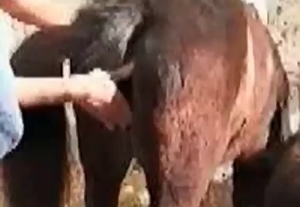Innocent horse fucking and more