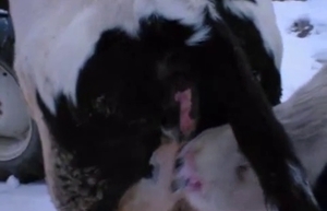 Two cows fucking each other like crazy
